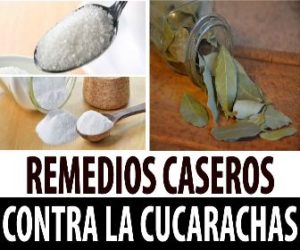 Remedios casero contra la cucarachas - Veneno para cucarachas