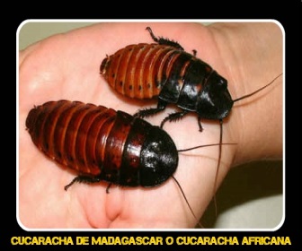 Cucaracha de Madagascar - Veneno para Cucarachas