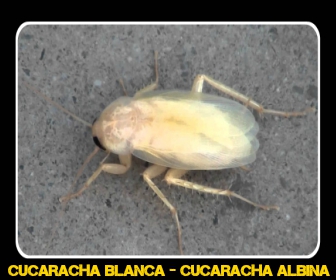 cucaracha albina - Veneno para Cucarachas