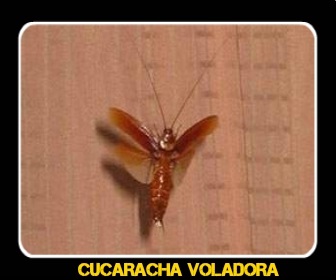 Cucaracha voladora - Veneno para Cucarachas