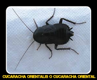 Cucaracha orientalis - Veneno para Cucarachas