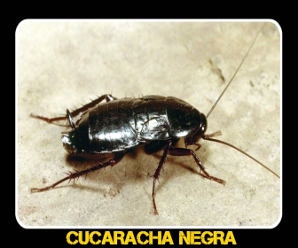 cucaracha negra en casa - Veneno para Cucarachas