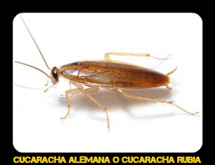 Cucaracha Alemana - Veneno para cucarachas